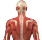 Мышцы спины при шейном остеохондрозе