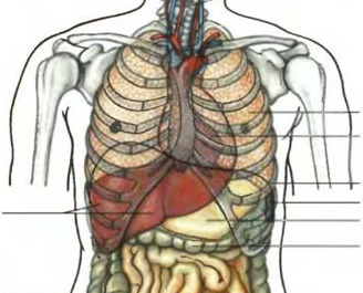Поджелудочная железа и остеохондроз грудного отдела thumbnail